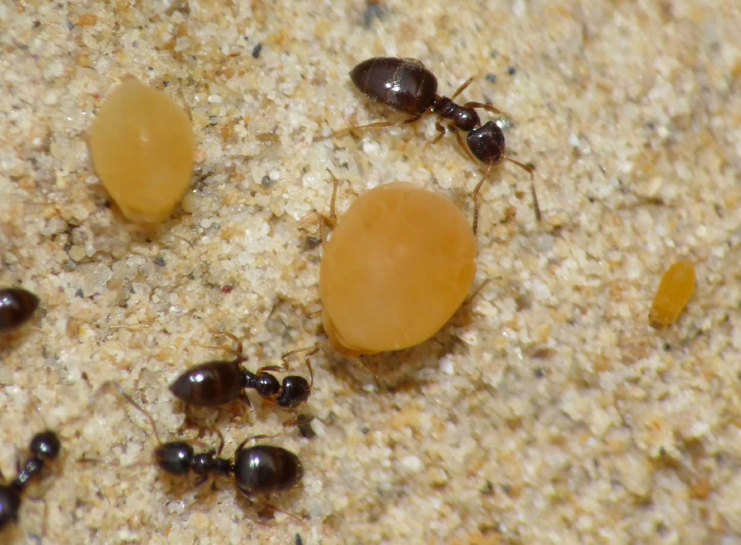 Afidi ospiti di formiche Plagiolepis sp.: Forda marginata (o F. riccobonii)